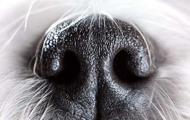 老祖宗选猎犬的方法：瓦盖鼻，花舌头，中间尾，都是传下来的经验-3.jpg