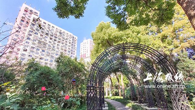 魔都100：喝茶、逗鸟……来这个公园欣赏现实中的“紫藤萝瀑布”-4.jpg