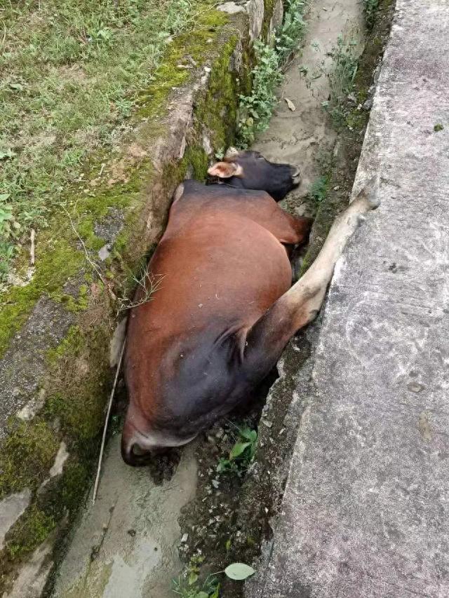 “泰牛”！漳州长泰交警凭一块汽车碎片，3小时破获一起撞牛逃逸案！-9.jpg