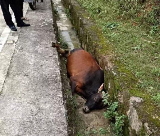 “泰牛”！漳州长泰交警凭一块汽车碎片，3小时破获一起撞牛逃逸案！-14.jpg